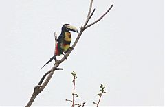 Collared Aracari